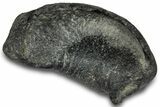 Large, Fossil Whale Ear Bone - South Carolina #301922-1